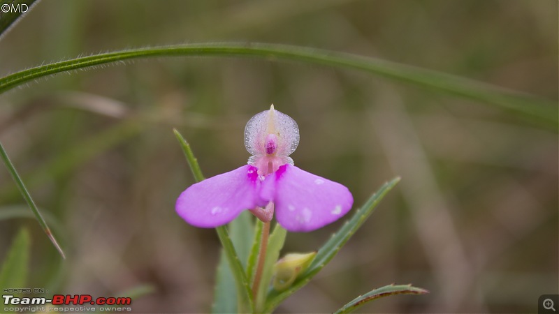 Munnar 2018: Neelakurinji, a flower that blooms once in 12 years-img_5927.jpg