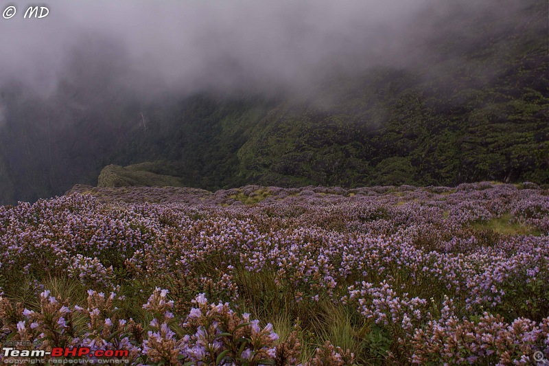 Munnar 2018: Neelakurinji, a flower that blooms once in 12 years-img_6201.jpg