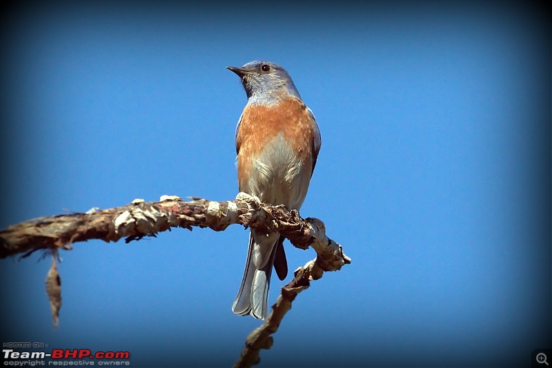 My Birding Experiments in the Bay Area, California-ranchosanantoniotrail07thfeb2016easternbluebirdfemale.jpg