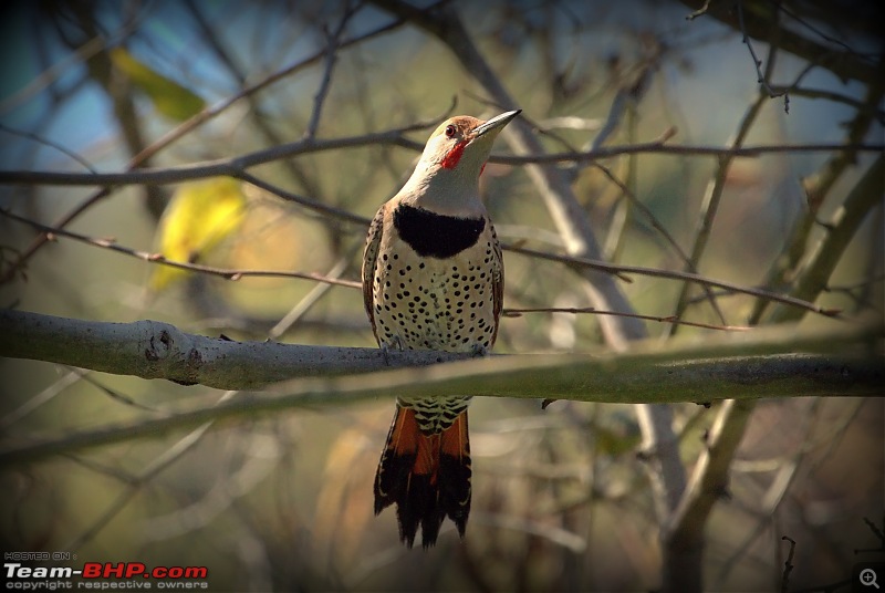 My Birding Experiments in the Bay Area, California-ranchosanantoniotrail07thfeb2016northern-flicker-woodpecker.jpg