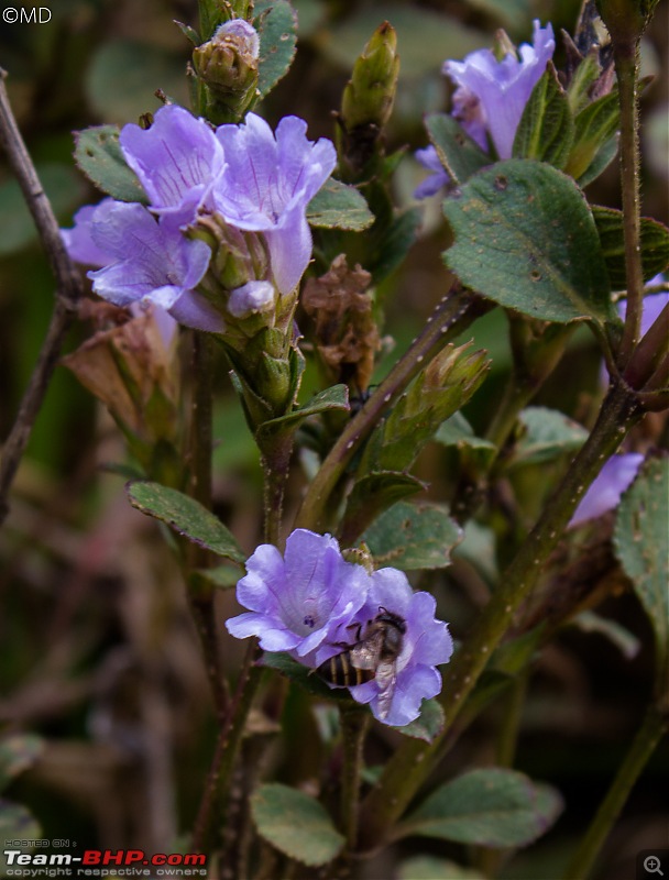 Munnar 2018: Neelakurinji, a flower that blooms once in 12 years-img_5946.jpg