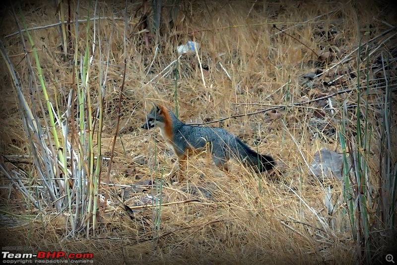 My Birding Experiments in the Bay Area, California-coyotehillsregionalpark22ndsep2018-44grey-fox.jpg