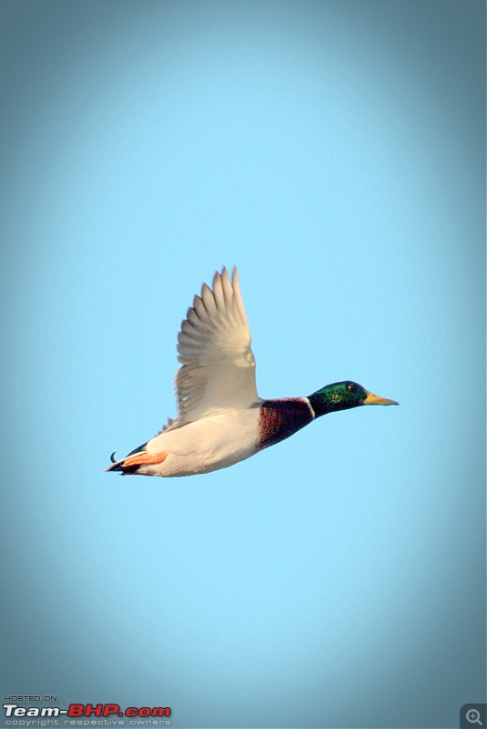 My Birding Experiments in the Bay Area, California-shoreline08thsept2018-9mallard.jpg