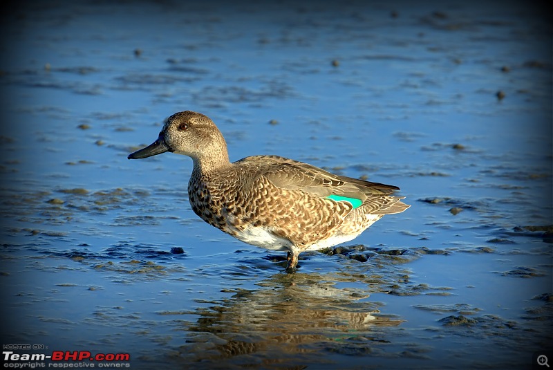 My Birding Experiments in the Bay Area, California-shoreline08thsept2018-21bluewinged-teal.jpg