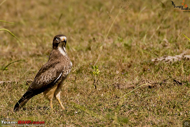 Wandering in the wild : Ahmedabad to Bandhavgarh-_dsc5412.jpg