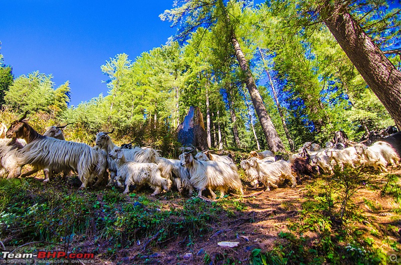 Crossing over the Rupin Pass-16_dsc7016.jpg