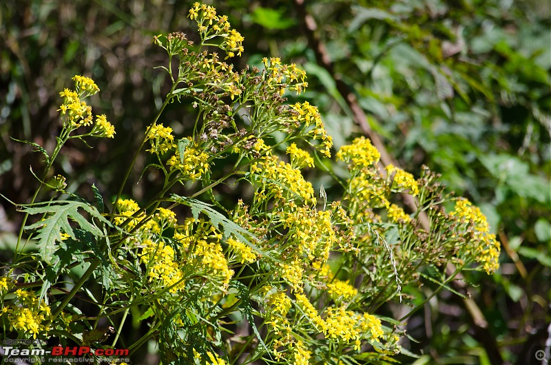 Crossing over the Rupin Pass-_dsc7005.jpg