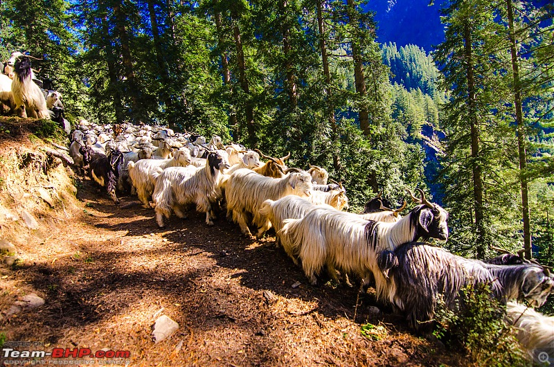 Crossing over the Rupin Pass-_dsc7013.jpg