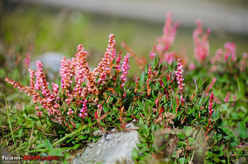 Crossing over the Rupin Pass-_dsc7126.jpg