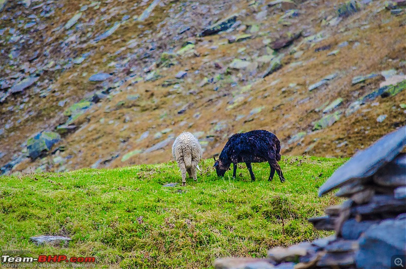 Crossing over the Rupin Pass-_dsc7228.jpg