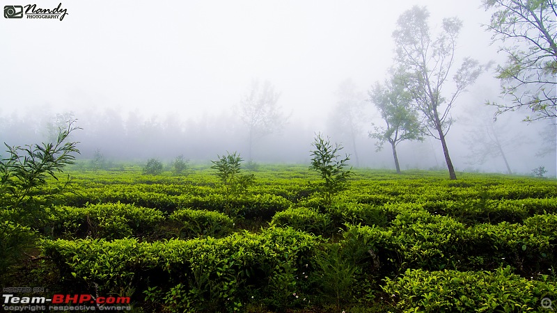 Weekend drive to Munnar & Kotagiri! Mesmerizingly & bewitchingly beautiful-dsc_7373.jpg