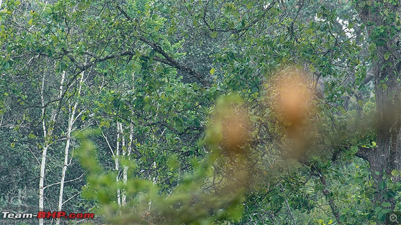 Kabini - It's like coming home!-002a-brahminy-starlings.jpg