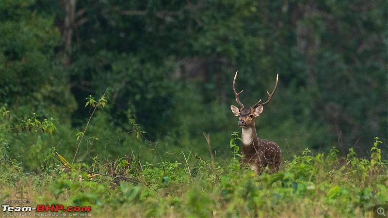 Kabini - It's like coming home!-016-spotted-stag.jpg