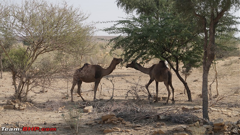 A 2000 km road-trip to Jaisalmer-img_0915.jpg