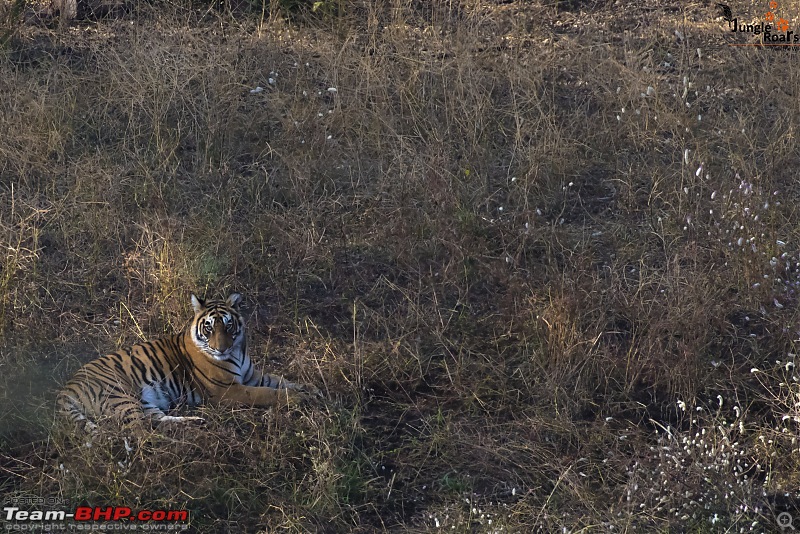 Wandering in the wild : Ahmedabad to Ranthambhore-_dsc6253.jpg