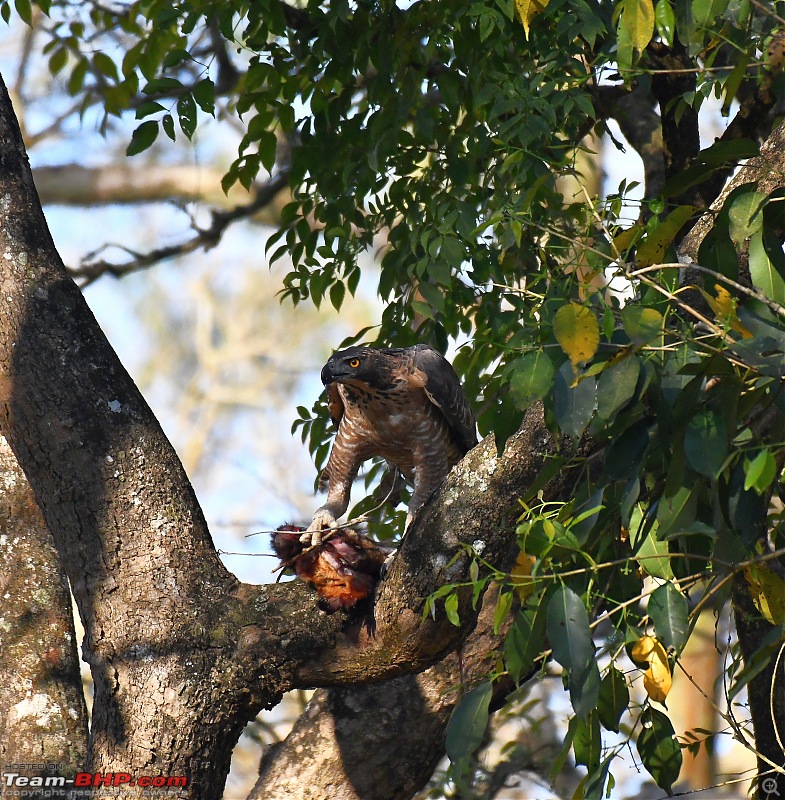 Trip to Birders Heaven - Costa Rica-dsc_3303.jpg