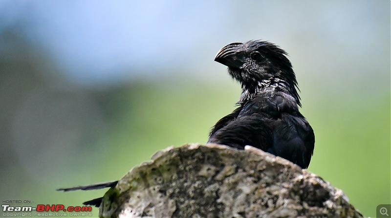 Trip to Birders Heaven - Costa Rica-_dsc5307.jpg