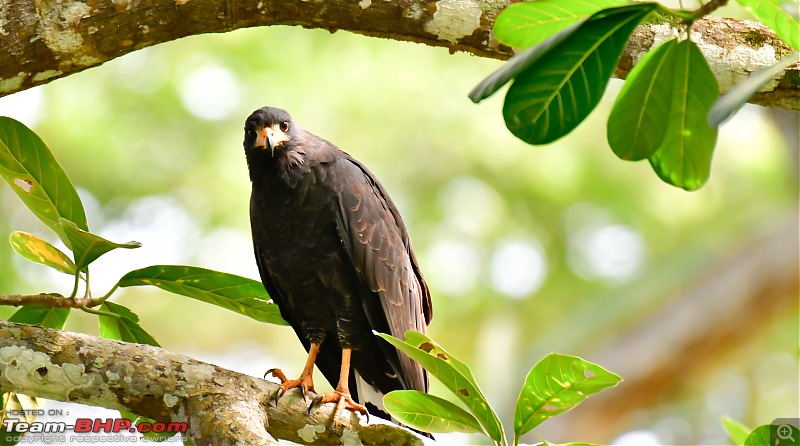 Trip to Birders Heaven - Costa Rica-_dsc5380.jpg