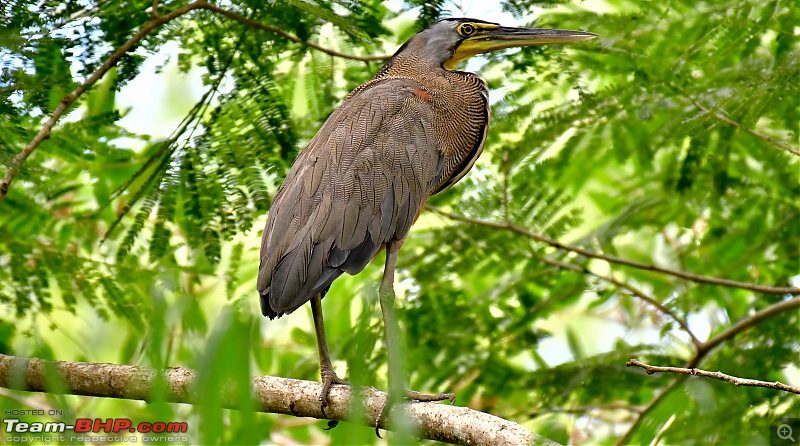 Trip to Birders Heaven - Costa Rica-_dsc5433.jpg