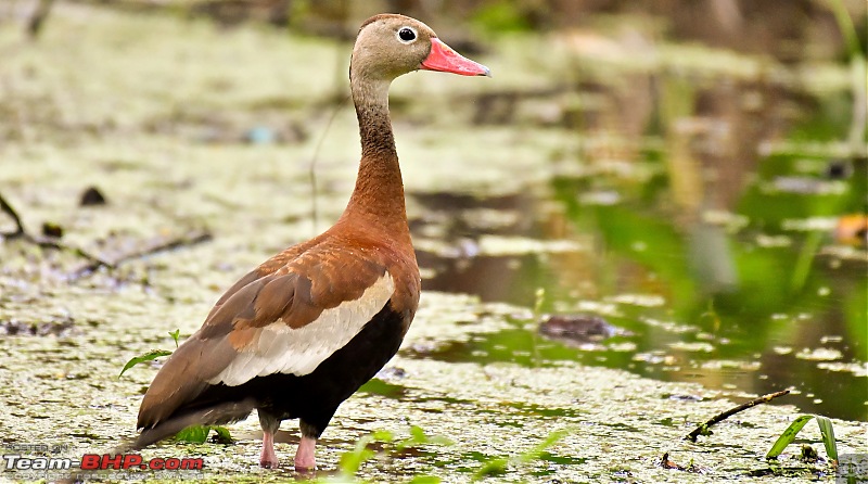 Trip to Birders Heaven - Costa Rica-_dsc5439.jpg