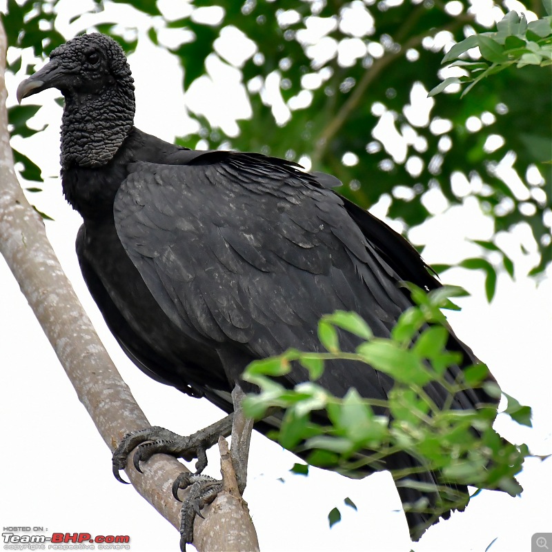 Trip to Birders Heaven - Costa Rica-_dsc5493.jpg