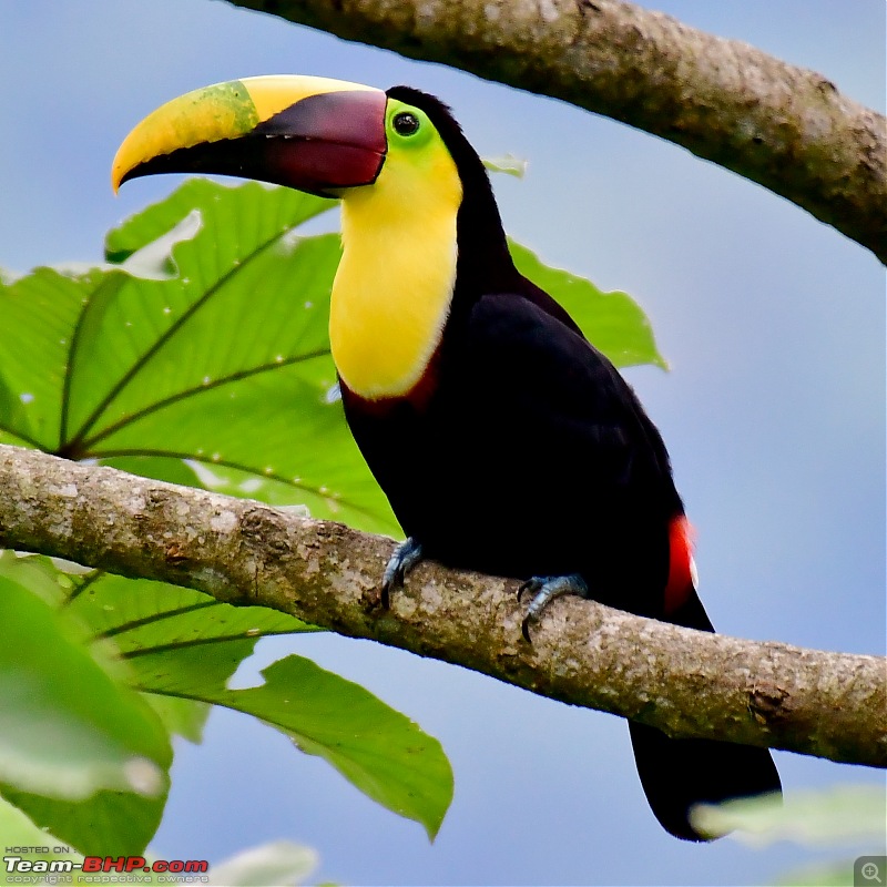 Trip to Birders Heaven - Costa Rica-_dsc5556.jpg