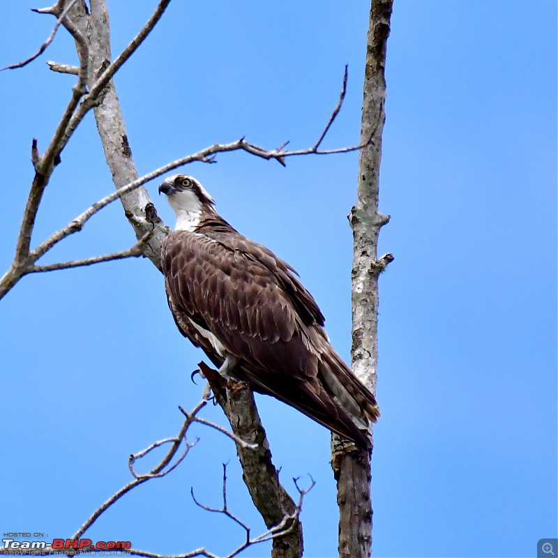 Trip to Birders Heaven - Costa Rica-_dsc5617.jpg