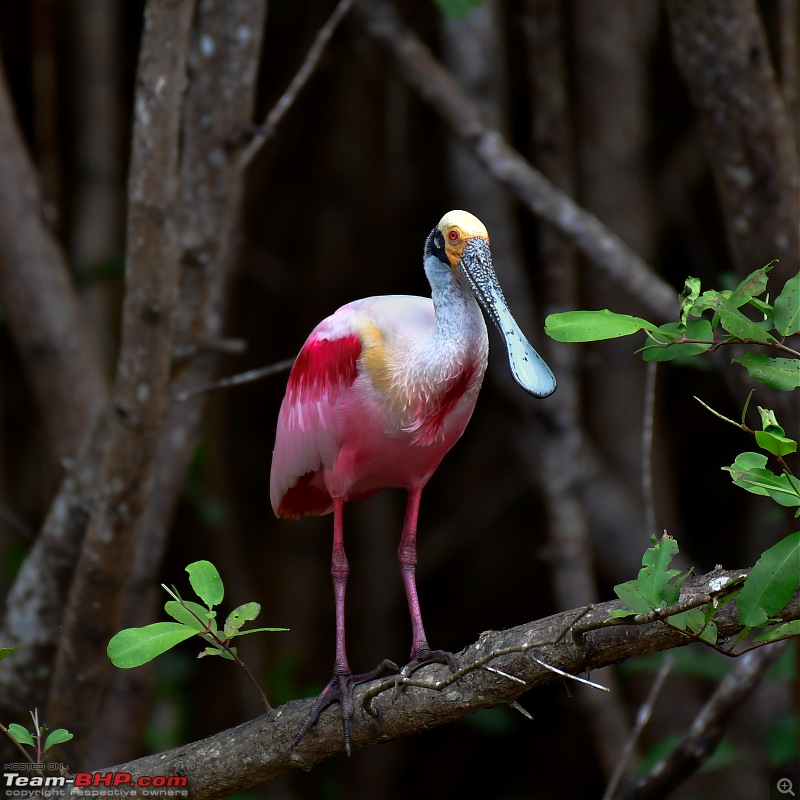 Trip to Birders Heaven - Costa Rica-_dsc5670.jpg