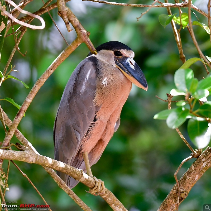 Trip to Birders Heaven - Costa Rica-_dsc5784.jpg