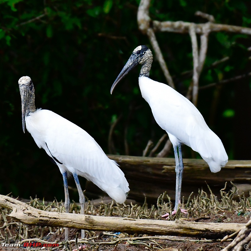 Trip to Birders Heaven - Costa Rica-_dsc6021.jpg