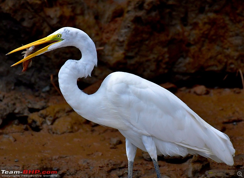 Trip to Birders Heaven - Costa Rica-_dsc6034.jpg