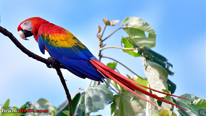 Trip to Birders Heaven - Costa Rica-_dsc6292.jpg