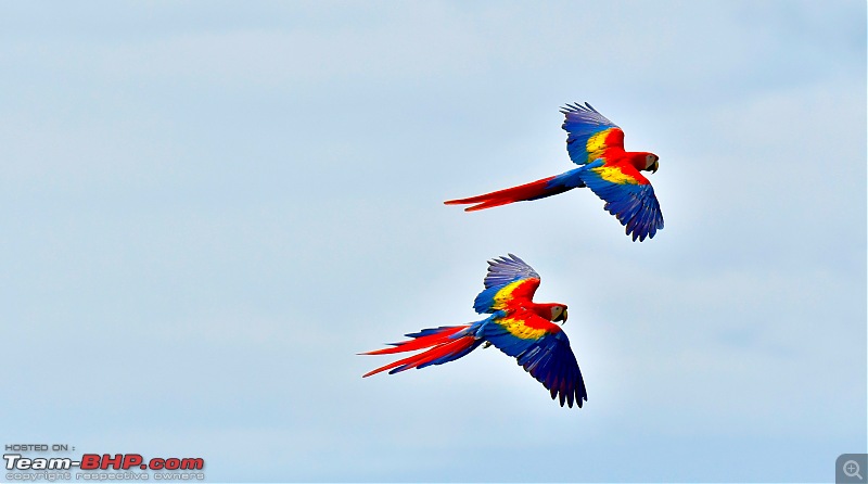 Trip to Birders Heaven - Costa Rica-_dsc6306.jpg