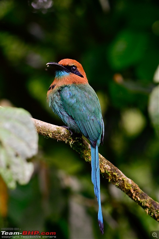 Trip to Birders Heaven - Costa Rica-_dsc6778.jpg