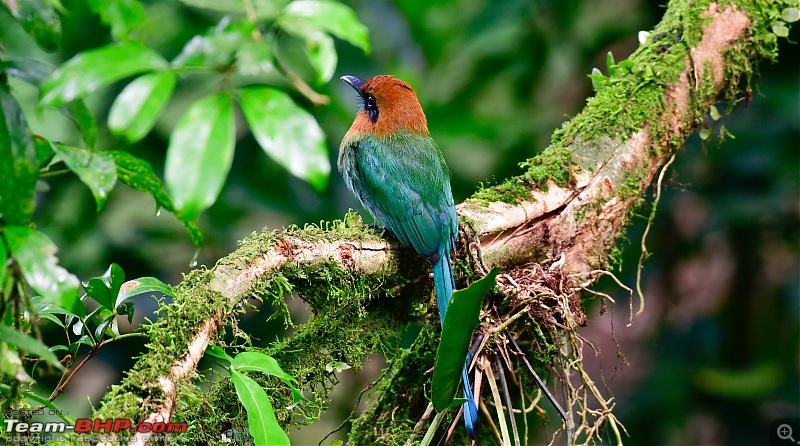 Trip to Birders Heaven - Costa Rica-_dsc6799.jpg