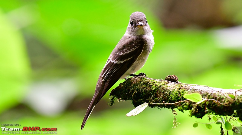 Trip to Birders Heaven - Costa Rica-_dsc6903.jpg