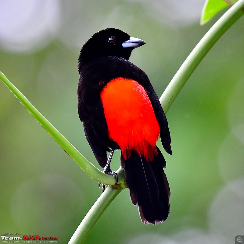 Trip to Birders Heaven - Costa Rica-_dsc6970.jpg