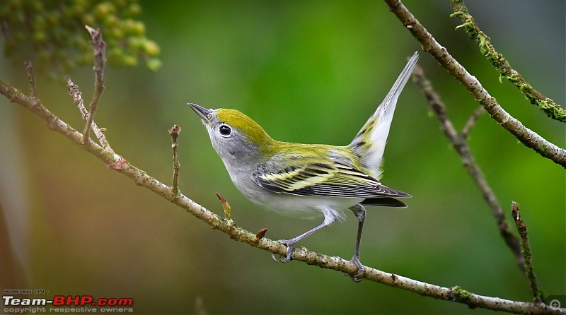 Trip to Birders Heaven - Costa Rica-_dsc6982.jpg