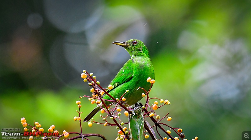 Trip to Birders Heaven - Costa Rica-_dsc7071.jpg