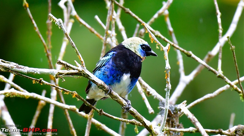 Trip to Birders Heaven - Costa Rica-_dsc7501.jpg