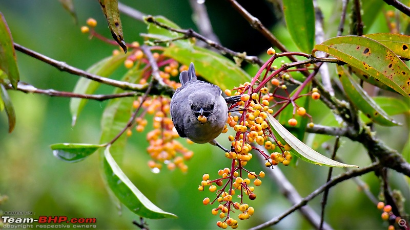 Trip to Birders Heaven - Costa Rica-_dsc7695.jpg