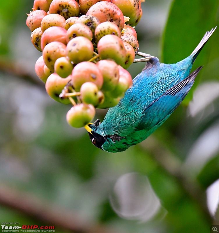 Trip to Birders Heaven - Costa Rica-_dsc8388.jpg