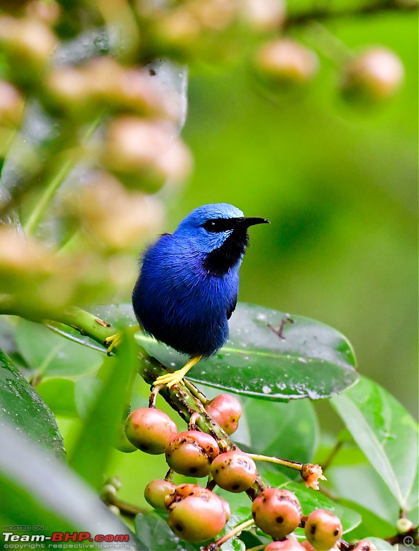 Trip to Birders Heaven - Costa Rica-_dsc8395.jpg