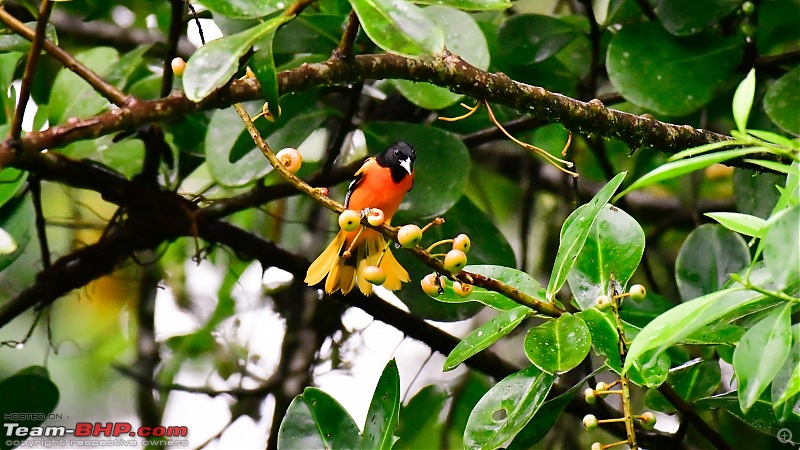Trip to Birders Heaven - Costa Rica-_dsc8427.jpg