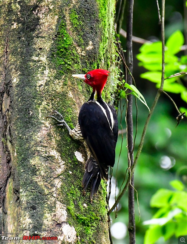 Trip to Birders Heaven - Costa Rica-_dsc8538.jpg