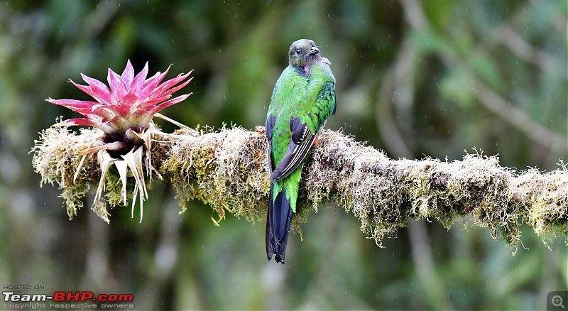 Trip to Birders Heaven - Costa Rica-_dsc9358.jpg