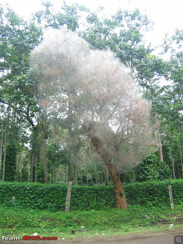 Swifted : Coorg-ghost-tree.jpg