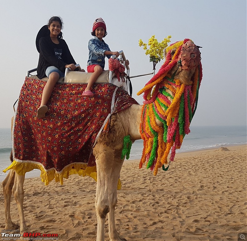 Mahindra Marazzo: Road-trip to Bhubaneswar, Gopalpur, Chilika & Puri-tbhp-camel.jpg