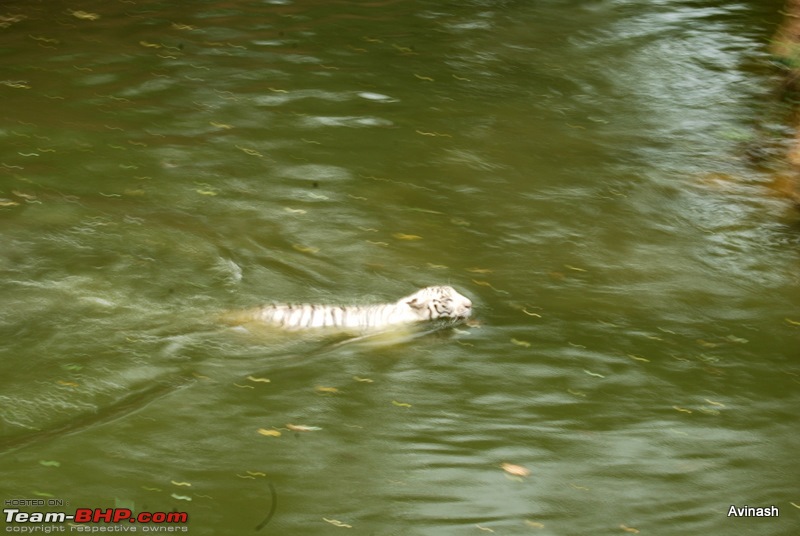 Hyderabad Zoo : A Photoblog-dsc_8363.jpg