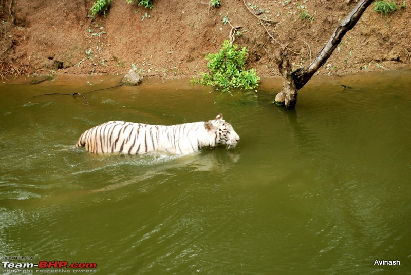 Hyderabad Zoo : A Photoblog-dsc_8365.jpg